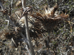 Cirsium occidentale