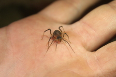 Acanthopachylus aculeatus