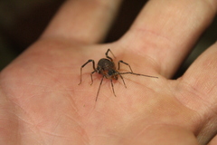 Acanthopachylus aculeatus