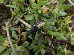 Pseudomeloe miniaceomaculatus