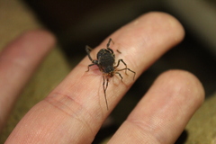 Acanthopachylus aculeatus