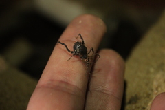 Acanthopachylus aculeatus