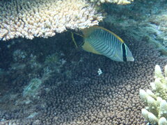 Chaetodon trifascialis