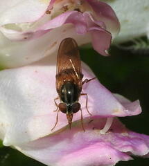 Rhingia nasica