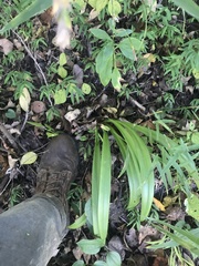 Hymenocallis occidentalis