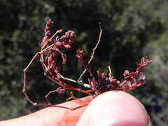 Euphorbia polycarpa