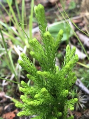 Dendrolycopodium hickeyi