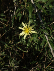 Tragopogon graminifolius