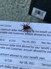 Scotophaeus blackwalli