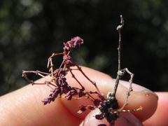 Euphorbia polycarpa