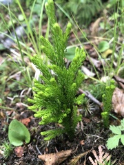 Dendrolycopodium hickeyi