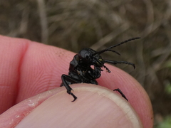 Pseudomeloe miniaceomaculatus