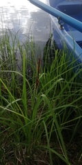 Carex vesicaria