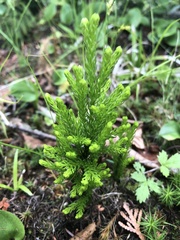 Dendrolycopodium hickeyi