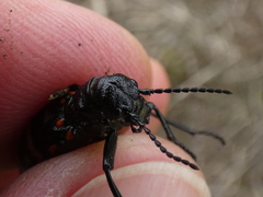 Pseudomeloe miniaceomaculatus