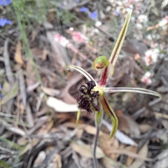 Caladenia barbarossa
