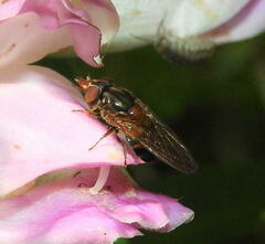 Rhingia nasica