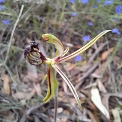 Caladenia barbarossa