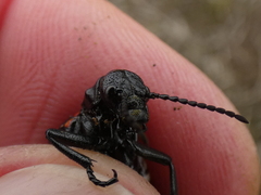 Pseudomeloe miniaceomaculatus