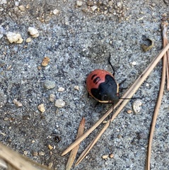 Chlorochroa