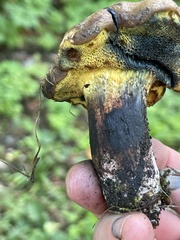 Cyanoboletus