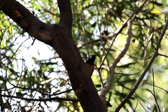 Nesoptilotis leucotis