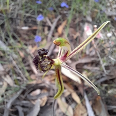 Caladenia barbarossa