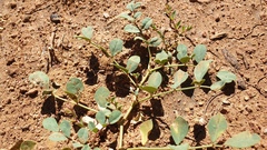 Hosackia crassifolia crassifolia