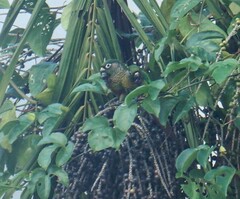 Pyrrhura frontalis