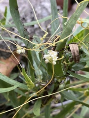 Cuscuta pentagona