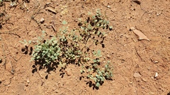 Hosackia crassifolia crassifolia