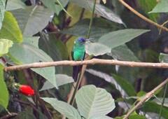 Thalurania glaucopis