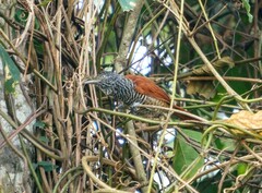 Thamnophilus palliatus