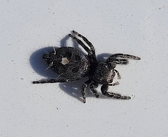 Phidippus audax