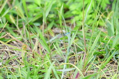 Enallagma doubledayi