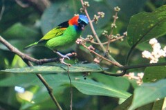 Tangara cyanocephala