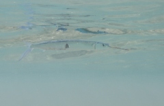 Polynesian Halfbeak photo 4