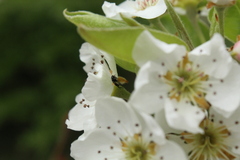 Geraeus