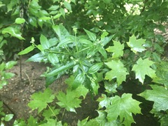 Eupatorium serotinum