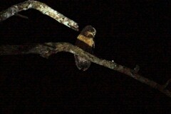 Pulsatrix koeniswaldiana