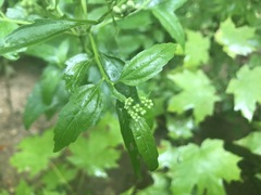 Eupatorium serotinum