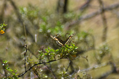 Chlosyne lacinia adjutrix