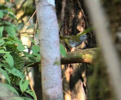 Myiothlypis leucoblephara