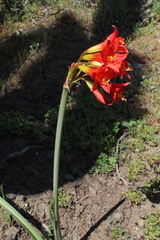 Zephyranthes phycelloides