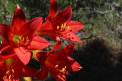 Zephyranthes phycelloides