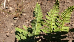 Pteridium aquilinum pubescens