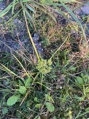 Cyperus surinamensis