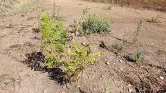 Pteridium aquilinum pubescens