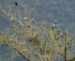 Elanoides forficatus