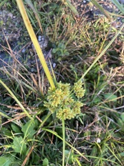 Cyperus surinamensis